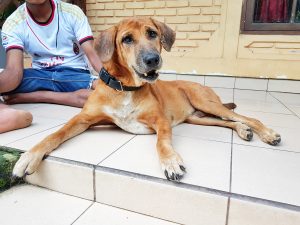 Senior Doby Bali Rescue Dog Squad